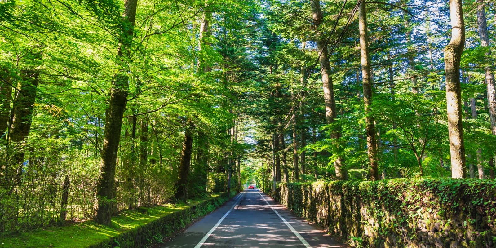 新緑の木立と石垣に沿って続く軽井沢の並木道